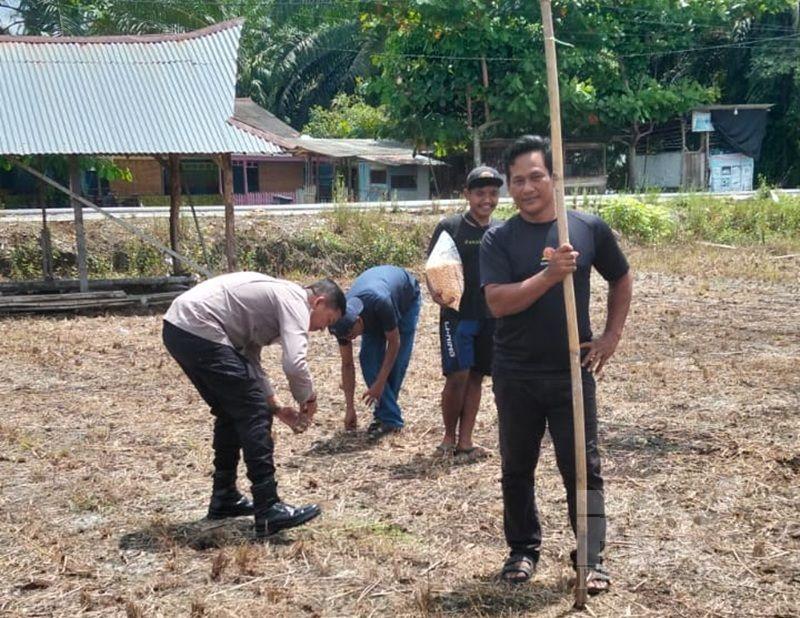 Heboh! Polisi di Kampar Garap 2 Hektare Lahan Jagung Demi Ketahanan Pangan Warga